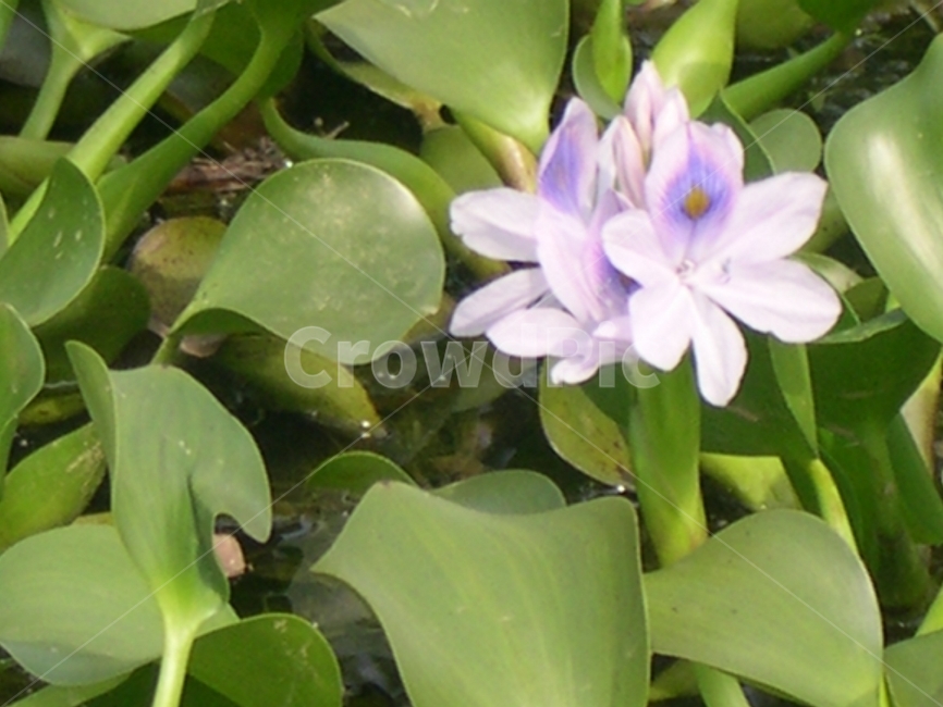 물옥잠,꽃,연보라,물옥잠꽃,연못,식물,자연,plants,nature,꽃,flower