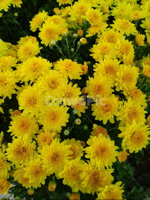 식물,국화,노란색꽃,plant,꽃,chrysanthemum,다년생초본식물,국화꽃,식물,자연,plants,nature,꽃,flower
