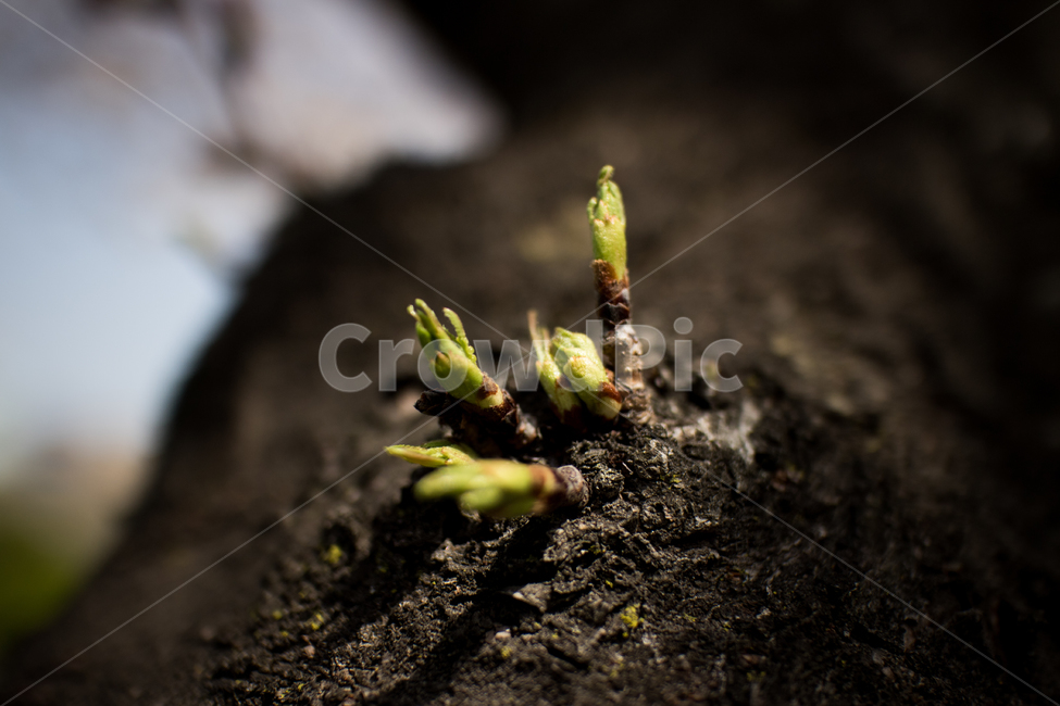 자연,새싹,벚꽃,나무,푸르름,생명,식물,자연,plants,nature