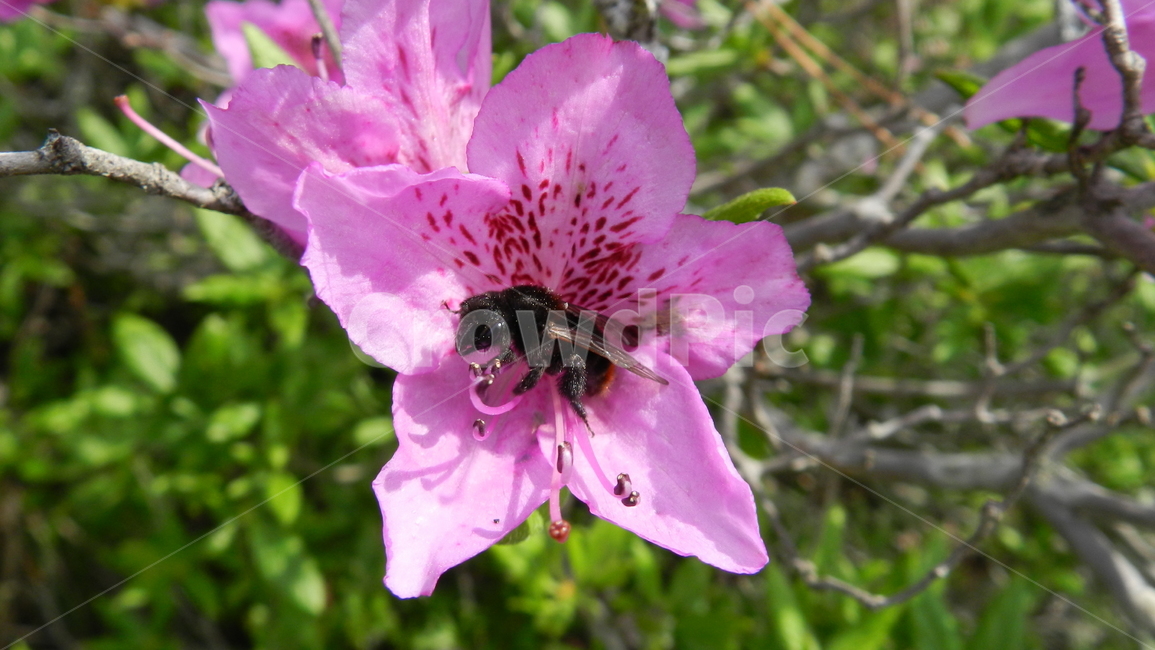 철쭉,벌,꽃,야생화,봄,동물,animal,곤충,벌레,insect,bug
