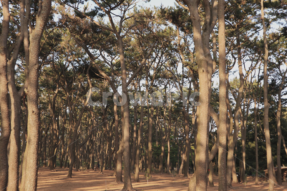 소나무,솔숲,햇살,자연,풍경,nature,landscape,노을