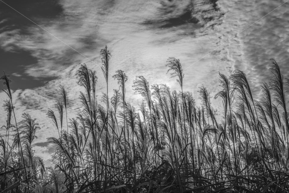 흑백,풍경,갈대,가을,하늘,가을,계절,fall,autumn,season,자연,풍경,nature,landscape,식물,plants,흑백,모노톤,monochrome,black and white,grass,잔디,plant,lawn,reed