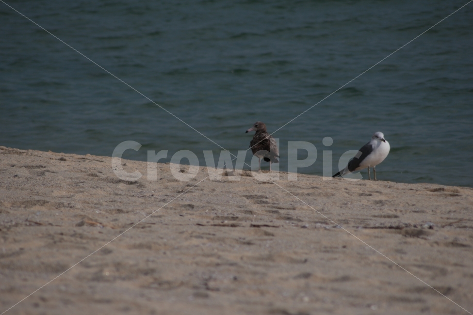 갈매기,새,조류,동물,바다,바닷가,해변,해변가,gull,sea,두마리,동물,animal,조류,새,birds