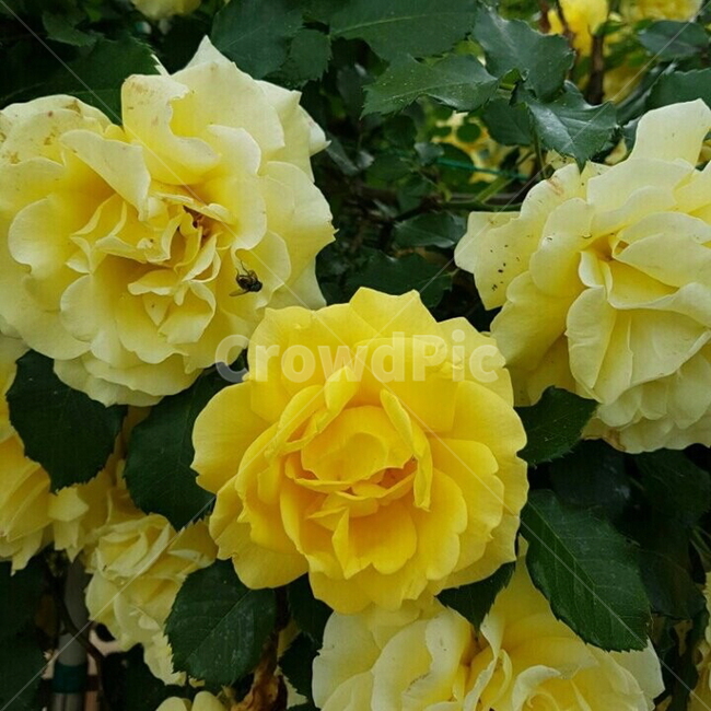 꽃,flower,nature,yellow,노란색,beautifulflowers,다년생,자연,장미꽃,노란장미,yellowrose,덩쿨,배경,배경이미지,배경화면,식물,자연,plants,nature,꽃,flower
