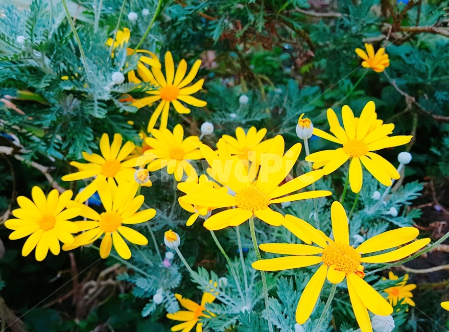 국화과,꽃,flower,blossom,식물,노란꽃,식물,자연,plants,nature,꽃,flower