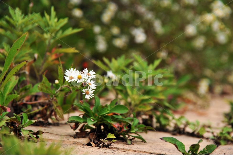 길,들꽃,하얀꽃,오후,꽃,식물,자연,plants,nature,꽃,flower