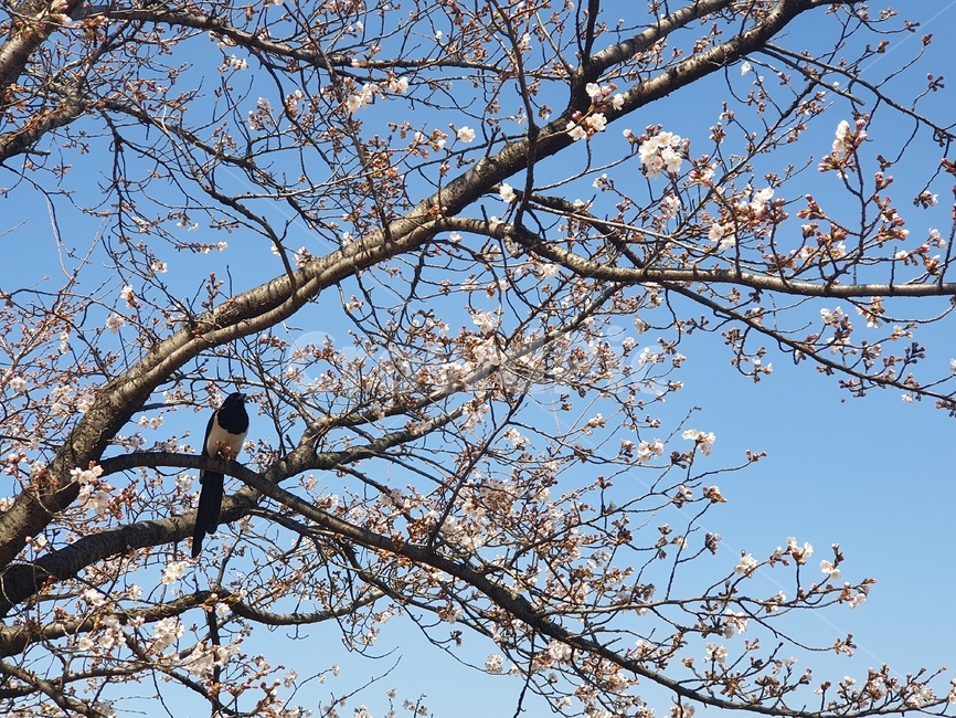 봄,까치,벛꽃나무,따스함,푸른하늘,봄,계절,spring,season,식물,자연,plants,nature,꽃,flower,나무,trees,wood,동물,animal,조류,새,birds,plant