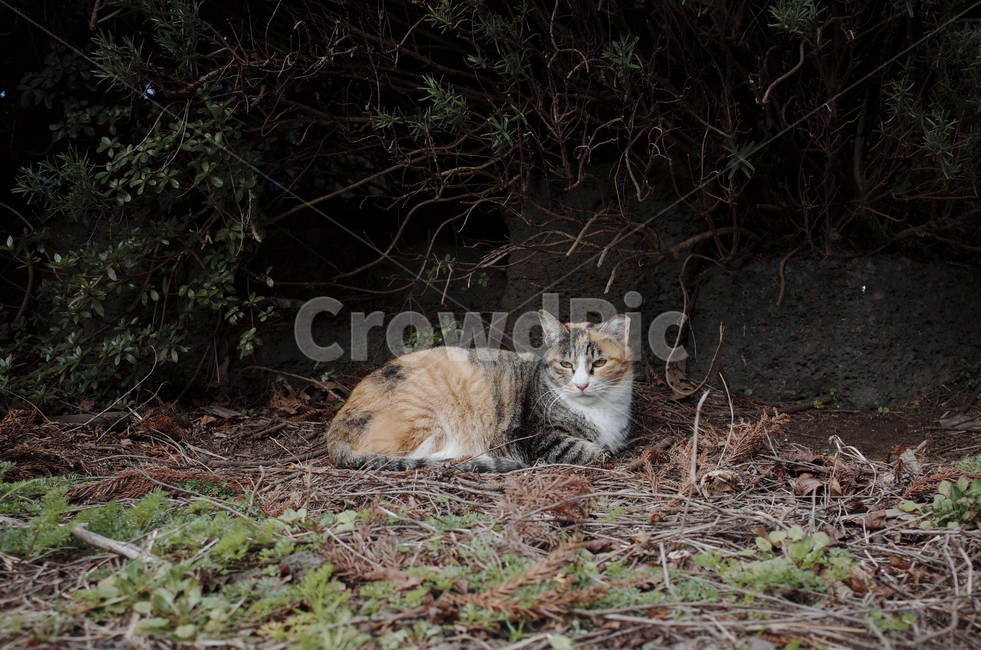 고양이,cat,동물,animal,포유류,mammal,길고양이,얼룩고양이,삼색고양이