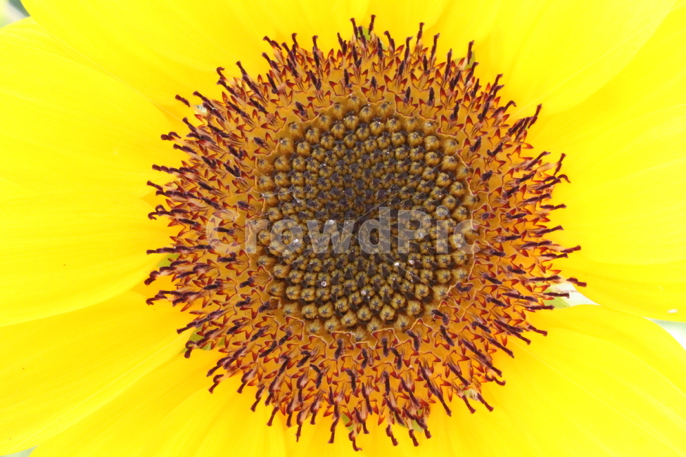 꽃,해바라기,식물,노랑,Sunflower,식물,자연,plants,nature,꽃,flower