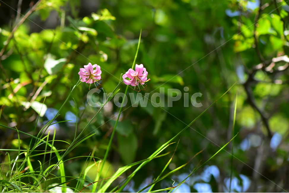 솔나리,야생화,식물,자연,꽃,생태,힐링,플라워,wildflower,flower,plants,nature,season,감성,느낌,emotion,feeling,백합목,백합과,여름,백합속,분홍색,여러해살이풀,식물,자연,plants,nature,꽃,flower