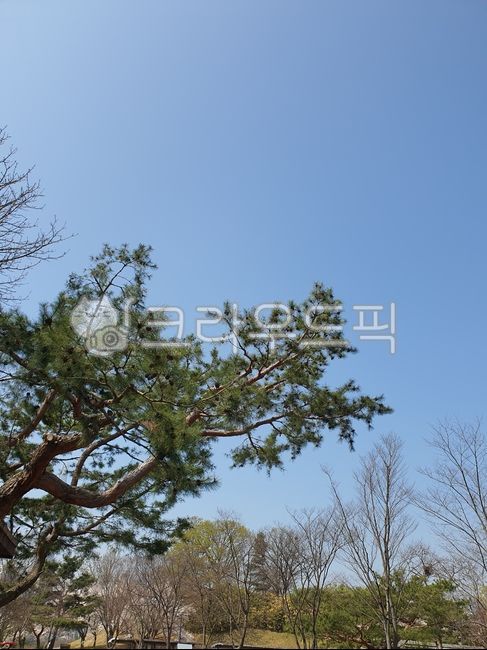 tree,나무줄기,나무,하늘,sky,skyblue,cherryblossom,flowers,꽃