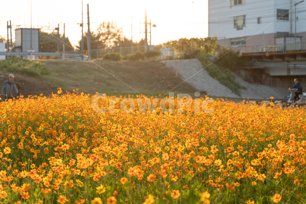 꽃,자연,들,코스모스,황화코스모스,감성,감성사진,노을,식물,자연,plants,nature,꽃,flower