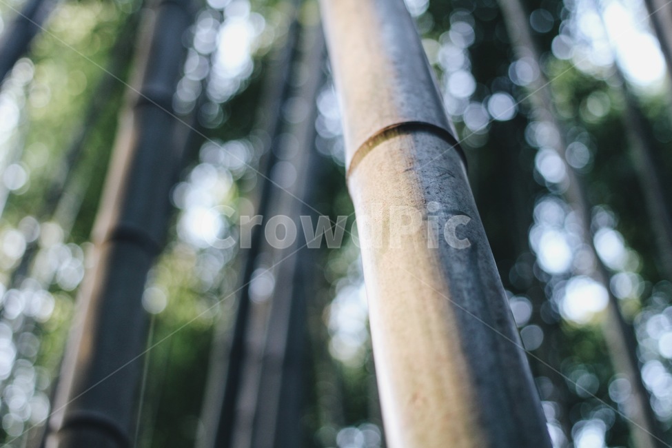 담양,대나무,대나무숲,bamboo,식물,plant,식물,자연,plants,nature,나무,trees,wood
