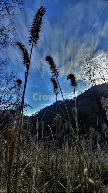 수크령,길갱이,랑미초,하늘,구름,하늘풍경,자연풍경,nature,자연,한국자연,한국풍경