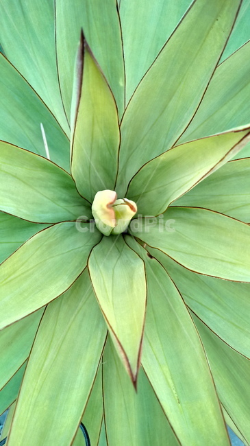 plant,식물,용설난,바탕화면,배경화면,background,green,초록