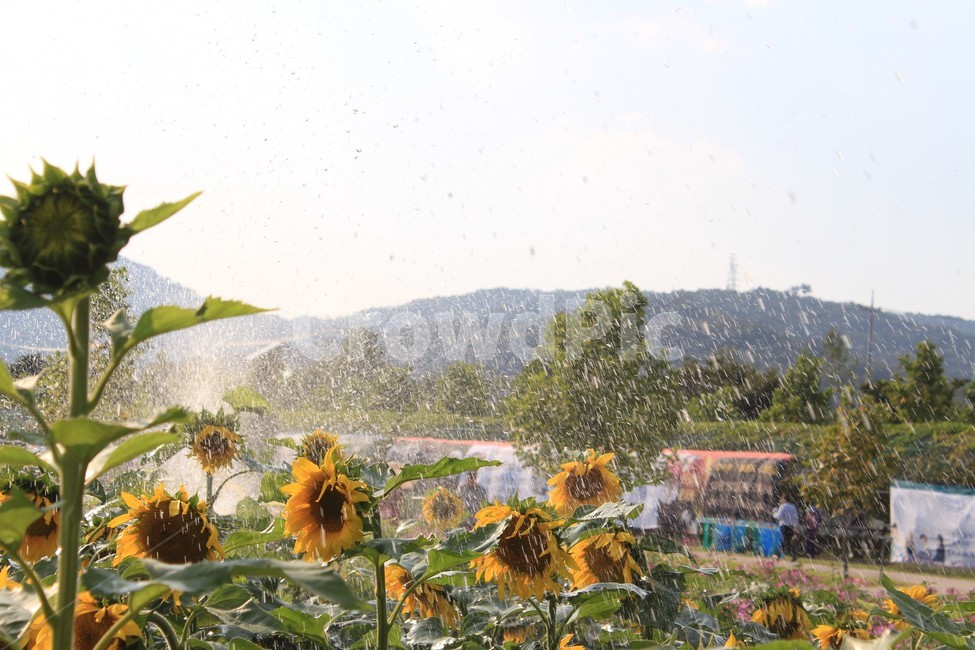 해바라기,자연,식물,공원,물뿌리기,감성,자연,풍경,nature,landscape,식물,plants,꽃,flower,plant,blossom