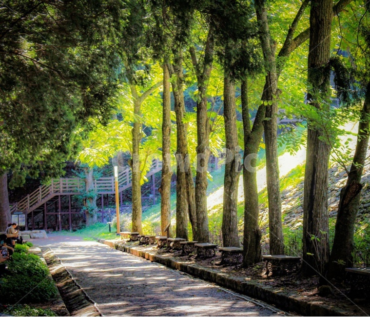 scenery,풍경,forests,숲,street,자연,풍경,nature,landscape,식물,plants,나무,trees,wood,휴식,힐링,rest,relaxation,healing,path,통로,outdoors,옥외,tree,plant