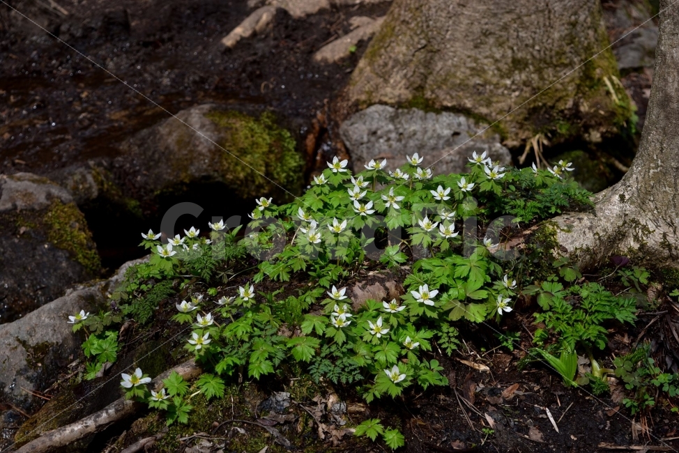 모데미풀,봄,야생화,꽃,청태산,강원도,봄꽃,고산야생화,감성,wildflower,산꽃,봄야생화,계곡,이끼,꽃말,슬픈추억,아쉬움,MegaleranthissaniculifoliaOhwi,금매화아재비,운봉금매화,식물,자연,식생,생태,식물,자연,plants,nature,꽃,flower