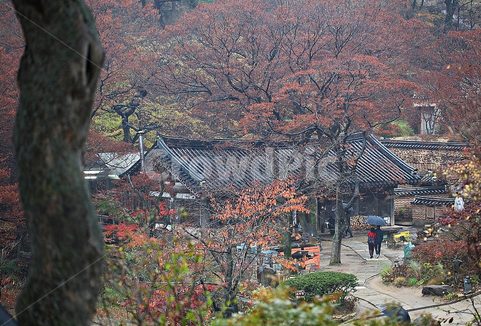 전등사,카페,한옥,기와집,단풍,낙엽,한옥집,자연,풍경,식물,옛날집,건물,건축물,가을,계절,가을,계절,fall,autumn,season,한국전통,한국문화,korean traditional,korean culture
