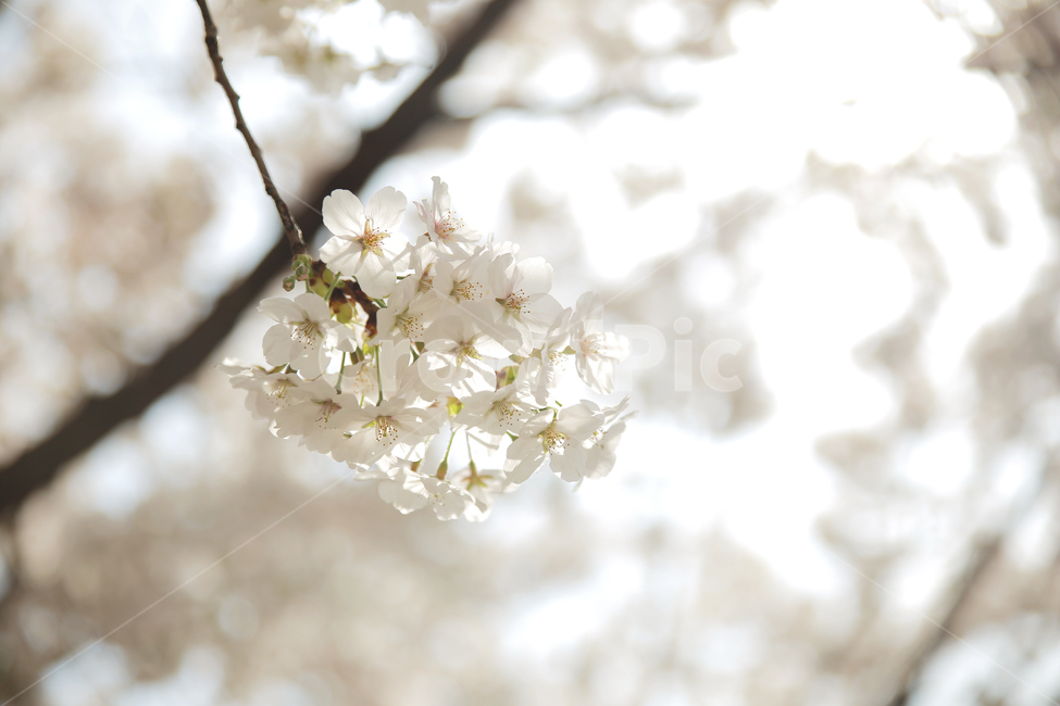 벚꽃,봄,꽃,계절,spring,자연,나무,봄,계절,spring,season,식물,자연,plants,nature,꽃,flower,plant,blossom