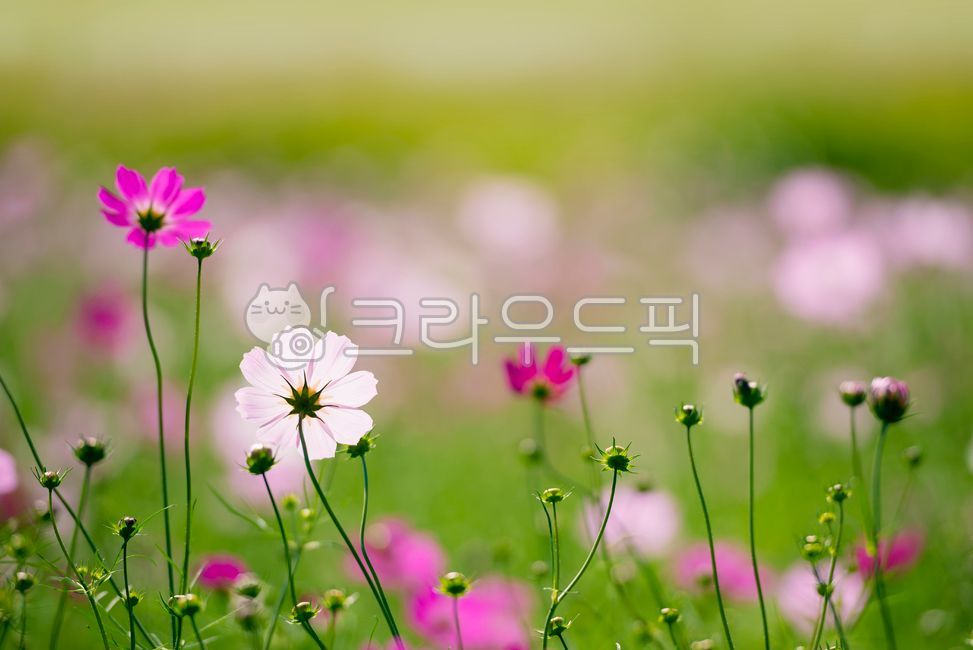 코스모스,클로즈업,꽃,가을,계절,흰색,보라색,분홍색,들판,식물,옥외,자연