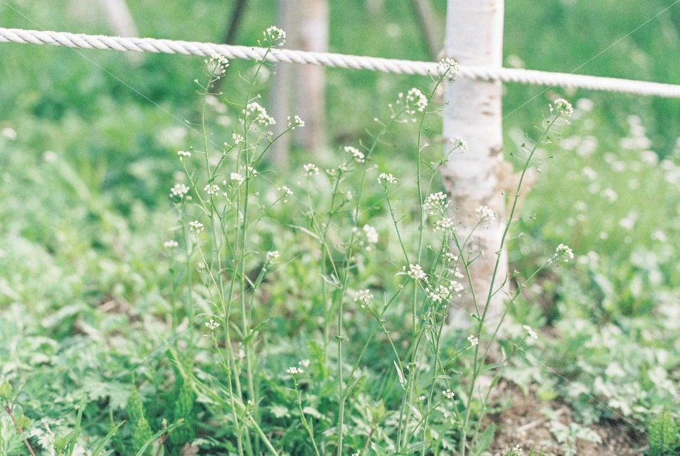 식물,잡초,감성사진,필름사진,film,꽃,야생화,미놀타x300,식물,자연,plants,nature,꽃,flower,감성,sensible,feeling
