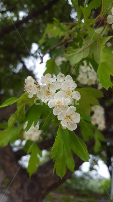 꽃,flower,야생화,생화,근접