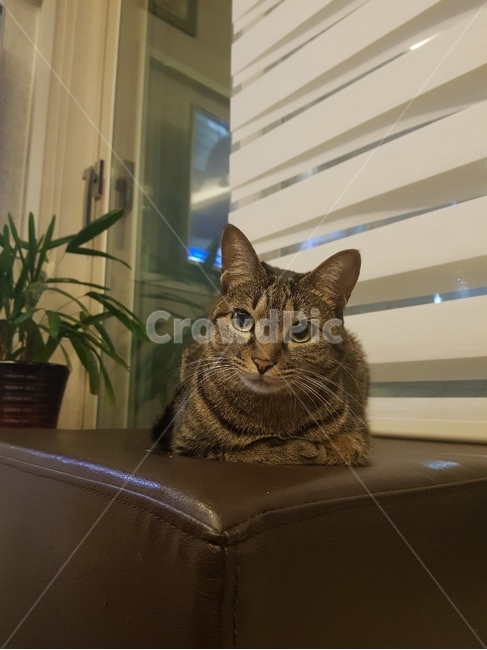 반려동물,고양이,강아지,반려묘,반려견,집고양이,길고양이,고등어,코리안숏헤어,동물,동물,animal,포유류,mammal,고양이,cat,kitten,kitty