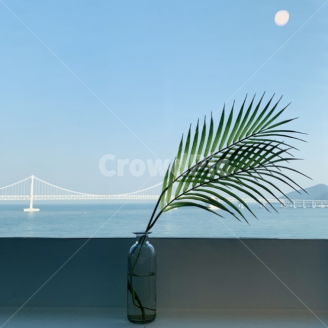 광안리,광안대교,야자수잎,바다,부산