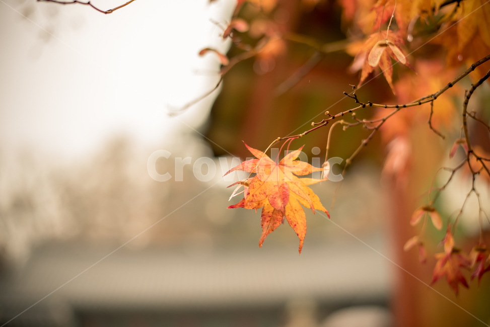 leaf,잎,plant,식물,tree,나무,단풍,낙엽,가을,가을,계절,fall,autumn,season,식물,자연,plants,nature