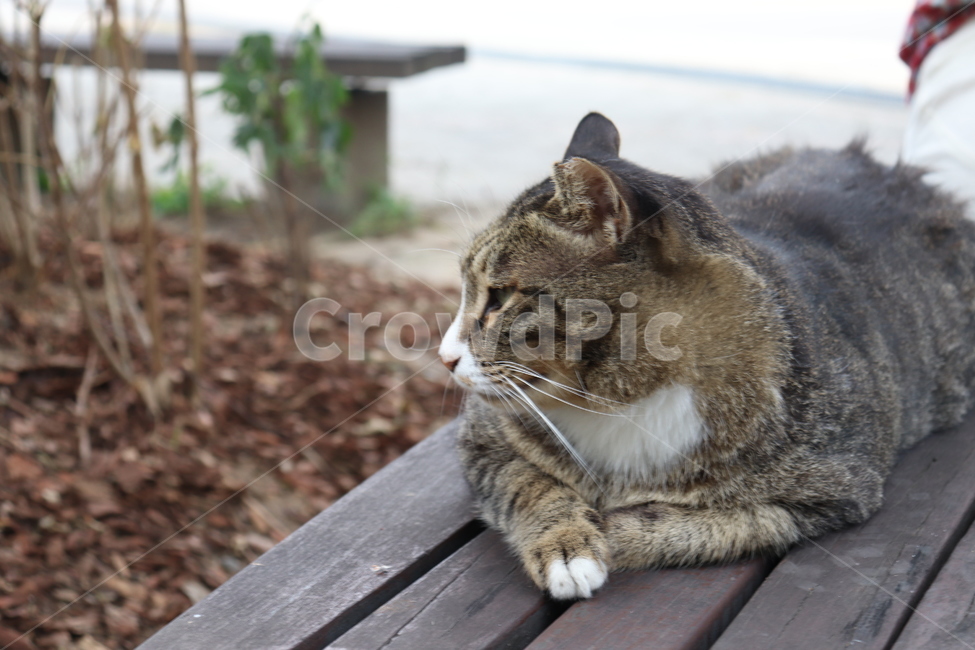 고양이,cat,동물,길고양이,animal,동물,animal,포유류,mammal,고양이,cat,kitten,kitty