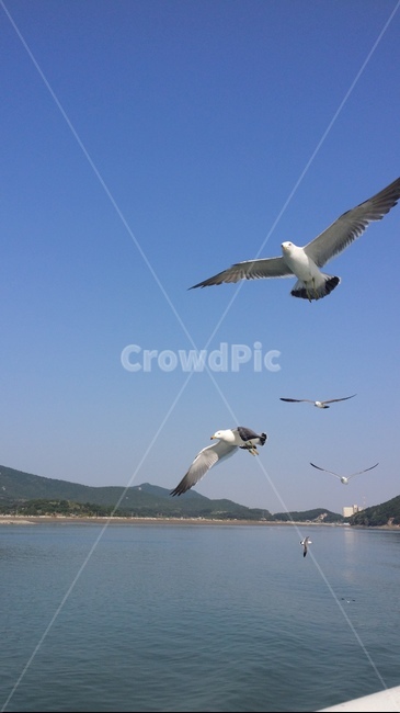 바다,갈매기,자연,하늘,sea,nature,sky