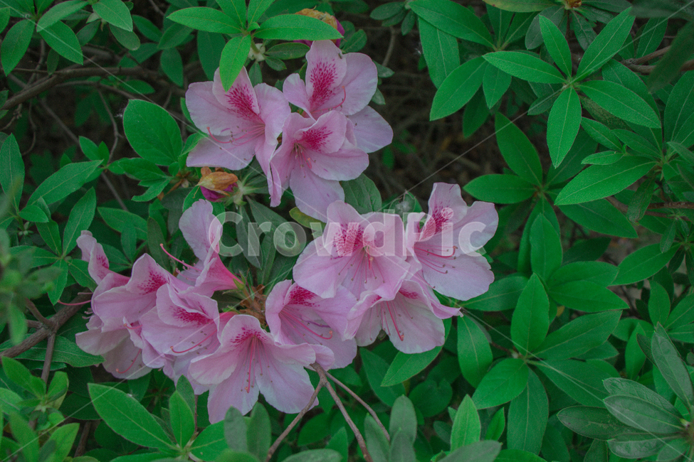 꽃,열매,길거리,초록,자연,식물,자연,plants,nature,꽃,flower