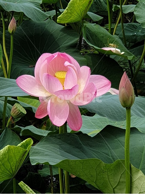 홍연꽃,연꽃,붉은연꽃,홍련,여름야생화