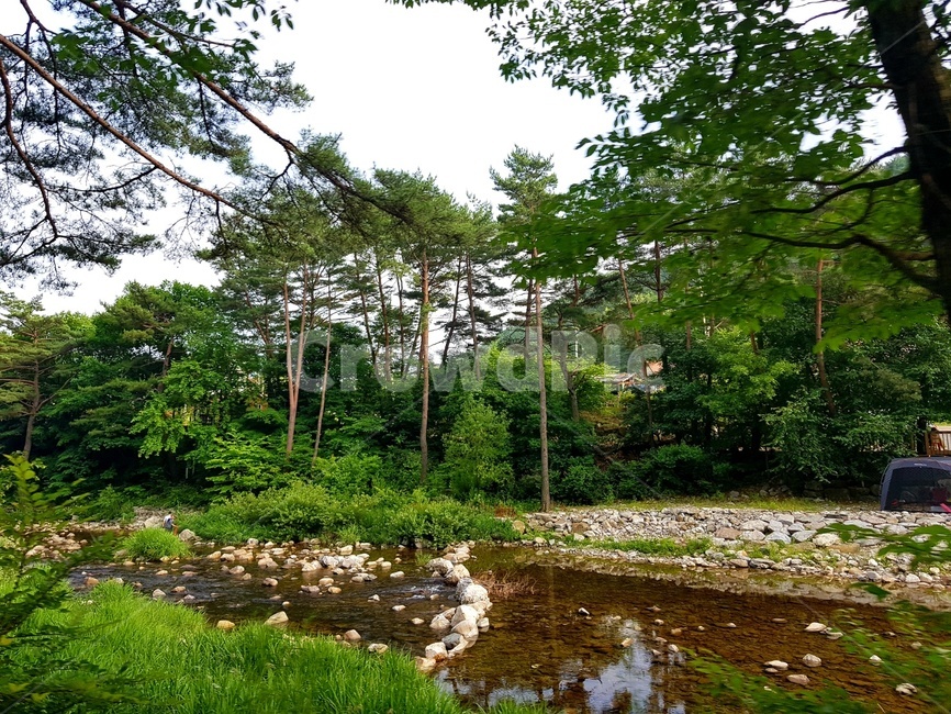 nature,물,자연,water,식물,plant,tree,나무