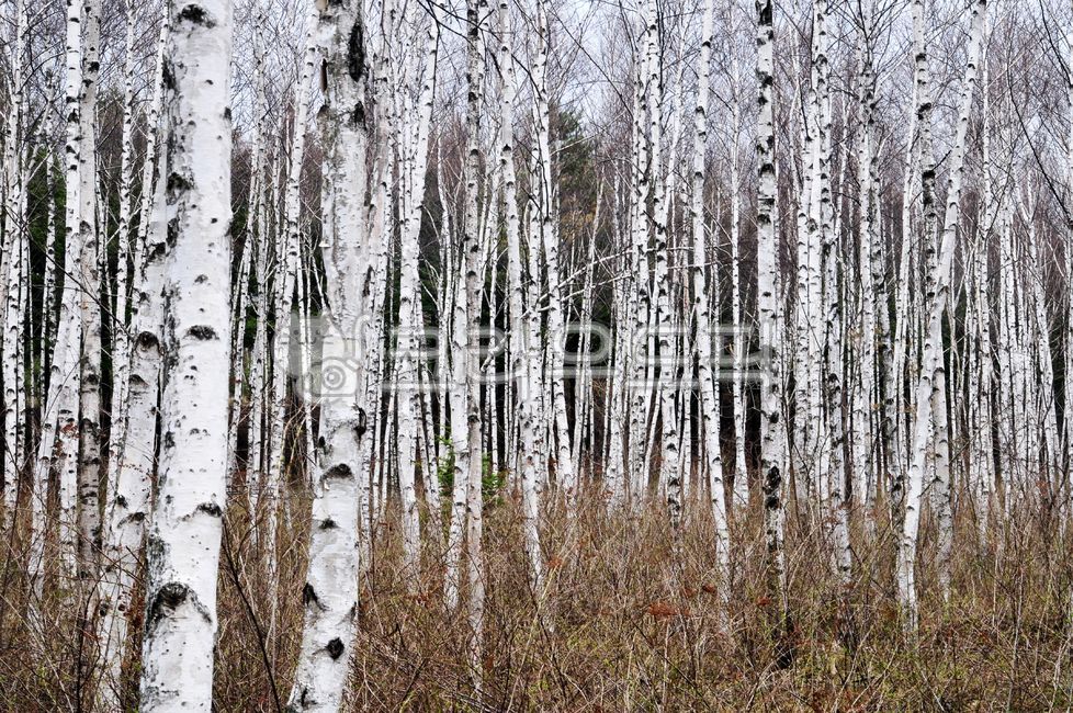 birch tree,deciduous tree,birch forest,plant,tree,white shell