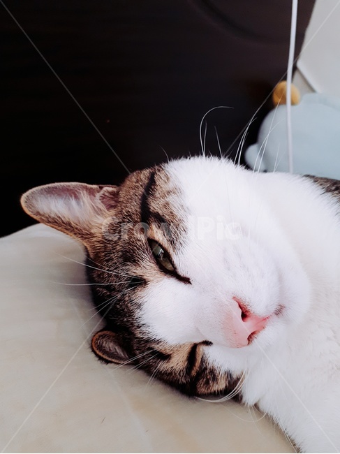 고양이,코숏,고등어태비,코리안숏헤어,미묘