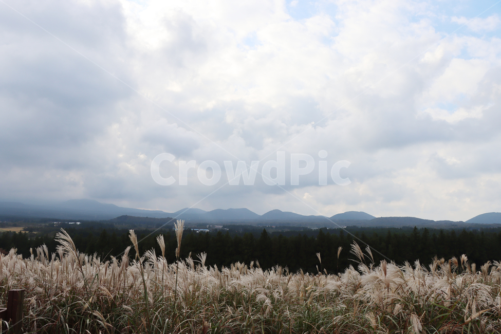 산굼부리,갈대,풍경,자연,식물,plant,grass,reed,nature,가을,계절,fall,autumn,season