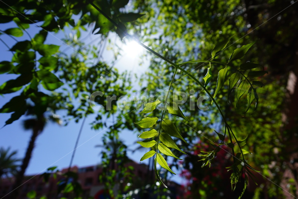 plant,식물,light,빛,flare,플레어,sunlight,햇빛