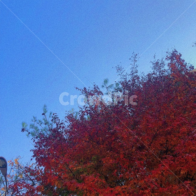 하늘,단풍,단풍나무,가을,sky