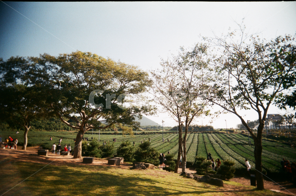 outdoors,옥외,plant,식물,tree,나무,오설록,제주도,필름사진