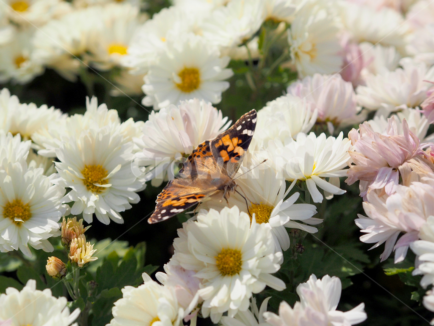 나비,꽃,흰꽃,butterfly,plant,식물,데이지,daisies,blossom,daisy,식물,자연,plants,nature,꽃,flower,곤충,벌레,insect,bug