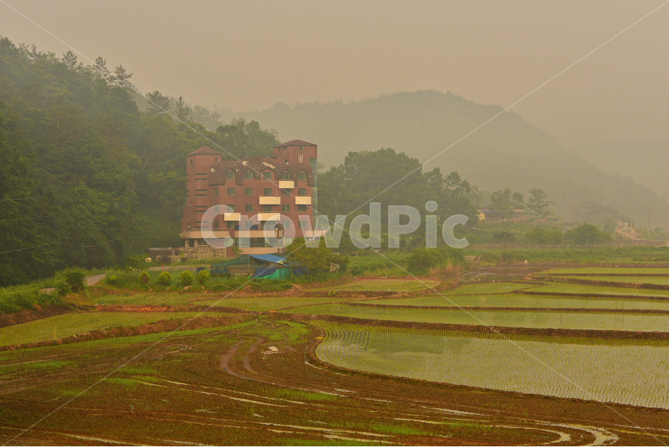 field,들,grassland,목초지,나주,남평,드들강,반영,sunlight,햇빛,weather,날씨,tree,나무,plant,식물,nature,자연,outdoors,옥외,금계국