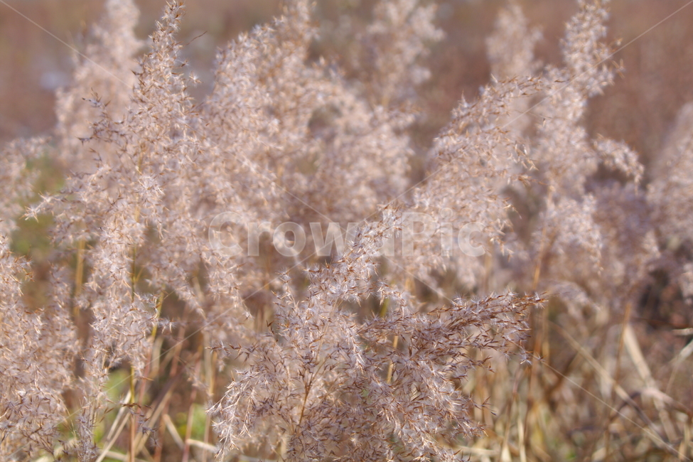 가을,가을풍경,초겨울,풍경,plant,식물,grass,lawn,잔디,갈대,reed,가을,계절,fall,autumn,season