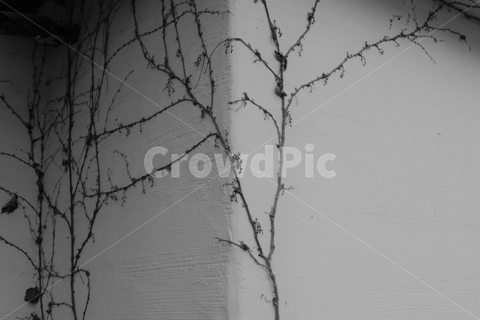 벽,식물,나무,흑백,tree,식물,자연,plants,nature