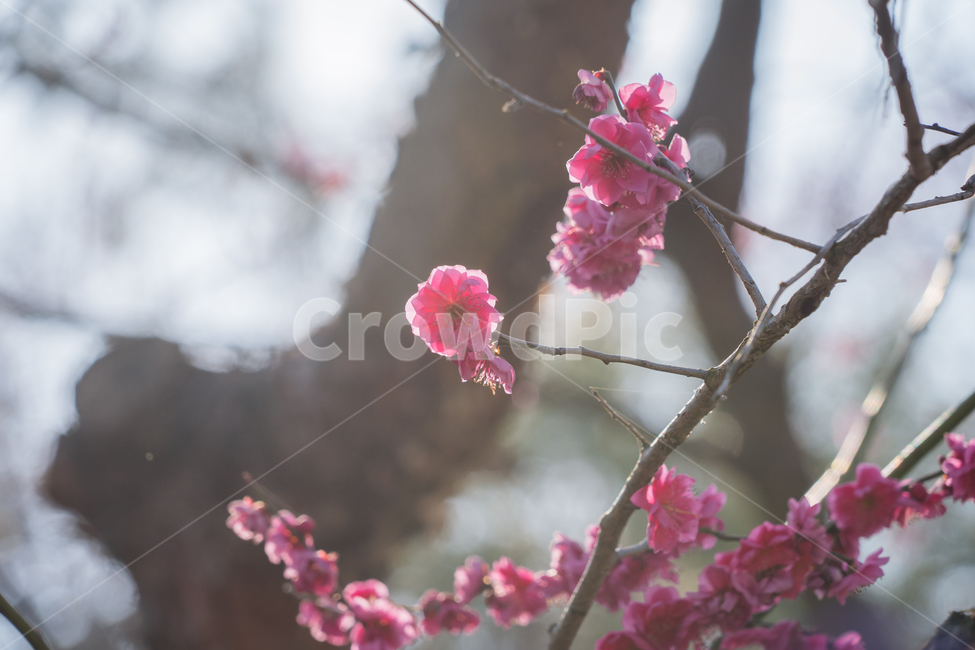 매화,홍매화,봄,꽃,자연,햇살,나무,하늘,봄,계절,spring,season,식물,자연,plants,nature,꽃,flower,plant,blossom