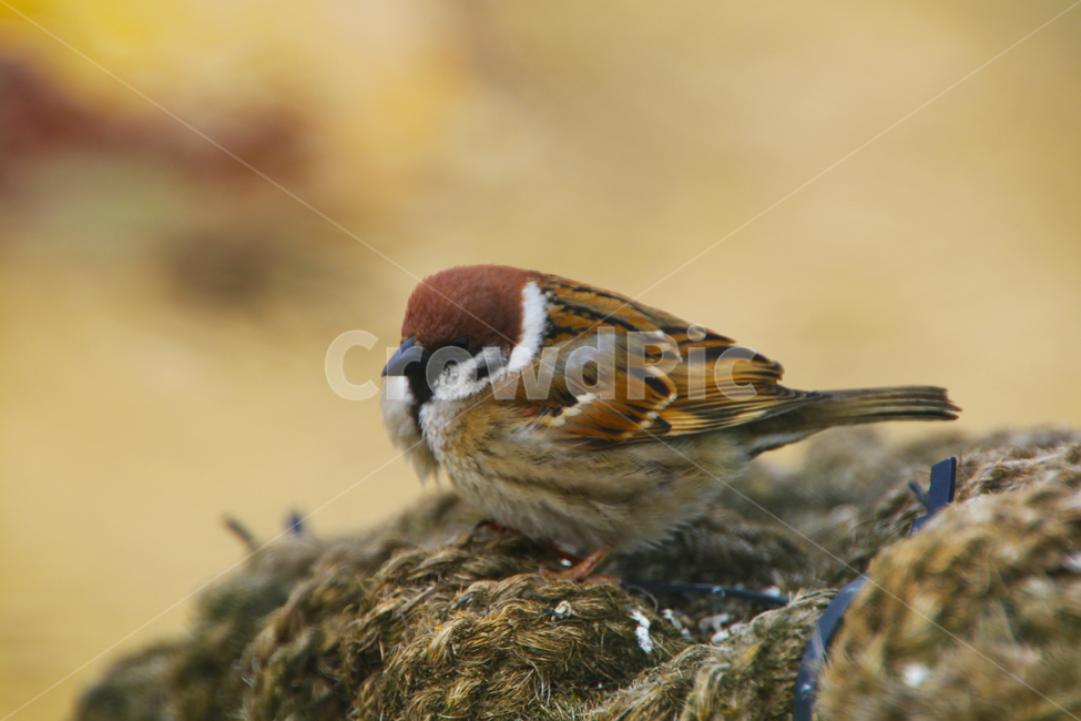 조류,새,참새,작은새,날개,휴식,움츠림,동물,animal,조류,새,birds