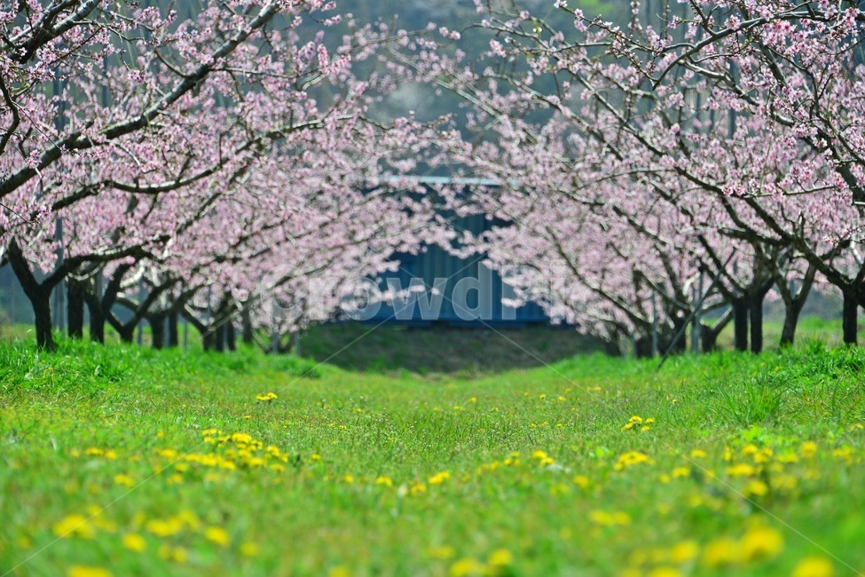 봄,tree,나무,plant,식물,nature,자연,outdoors,옥외,순천,월등,복사꽃,복숭아,복숭아꽃,농장,농업,농사,농경지,봄,계절,spring,season,자연,풍경,nature,landscape