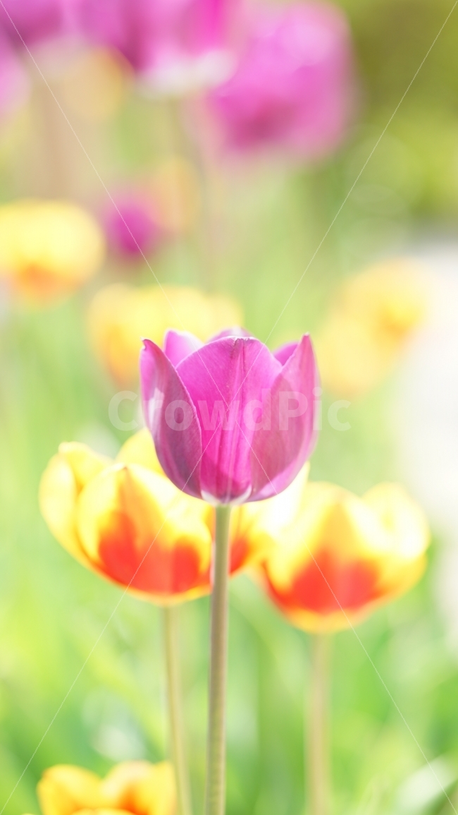 꽃,튤립,봄,자연,풍경,보라색,봄,계절,spring,season,식물,자연,plants,nature,꽃,flower,색깔,색상,색채,색감,color sense,color sensitivity,feeling of color,plant