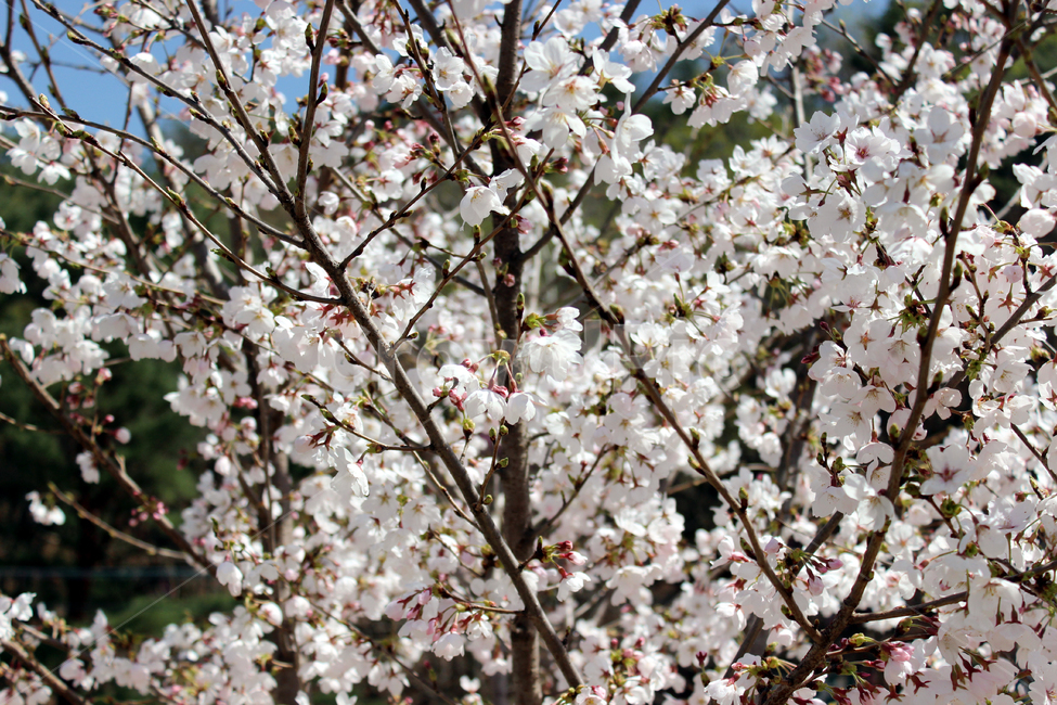 꽃,벚꽃,팝콘나무,나무,봄,봄,계절,spring,season,식물,자연,plants,nature,꽃,flower,plant,blossom